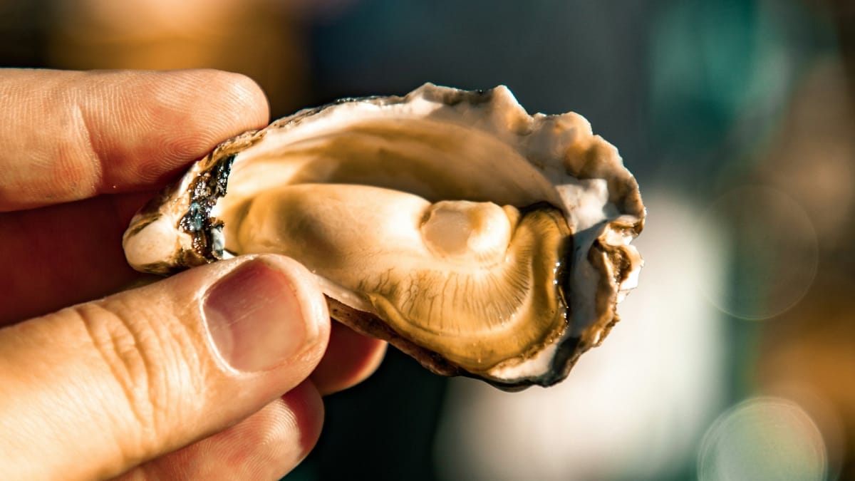 How Australian Oysters Could Help Us Beat Drug-Resistant Superbugs
