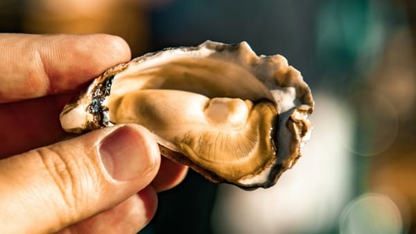 How Australian Oysters Could Help Us Beat Drug-Resistant Superbugs